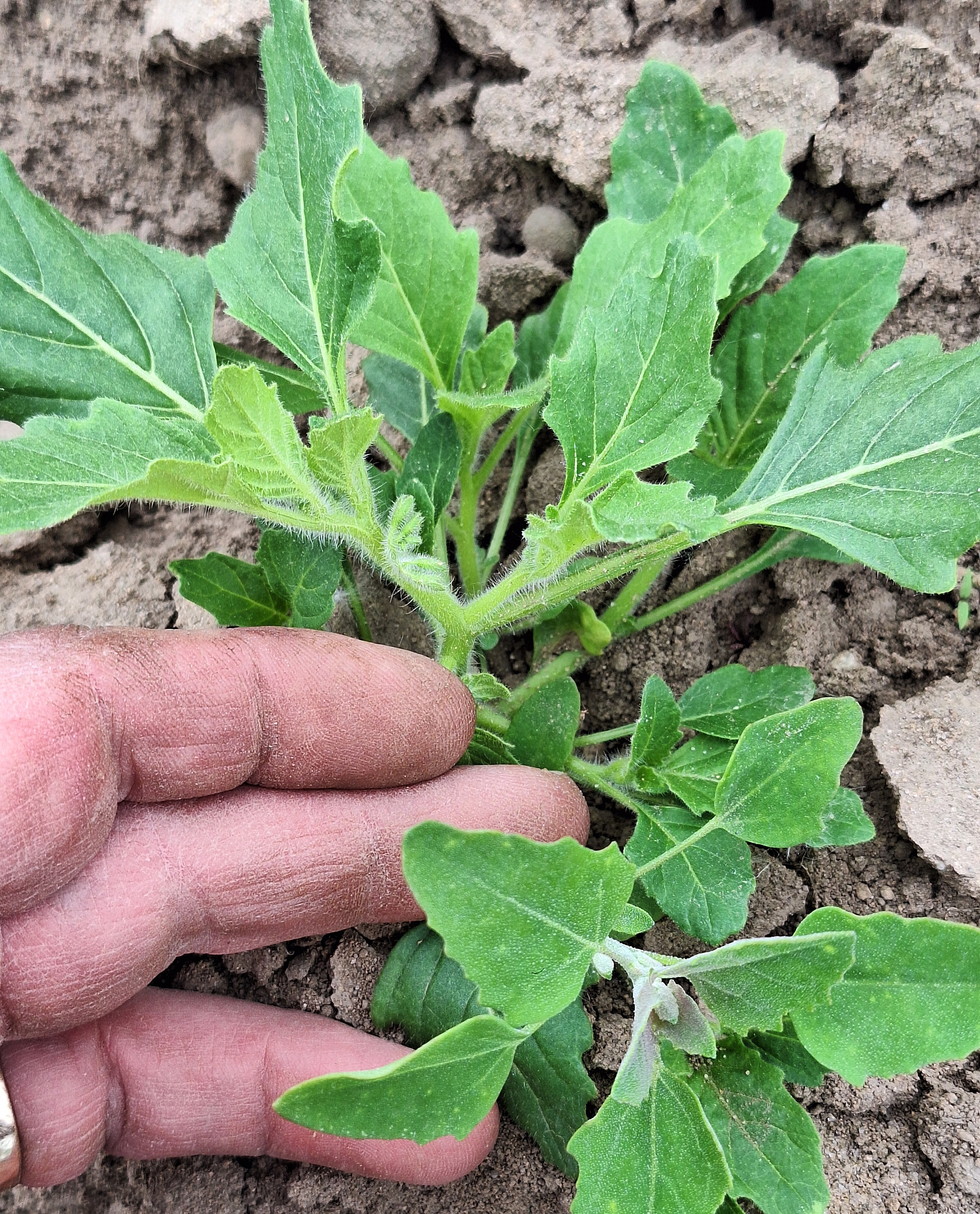 Hairy nightshade and lambsquarters weeds.